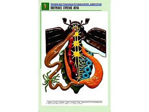 Рельефная таблица "Внутреннее строение жука" (формат А1, матовое ламинирование) - fgospostavki.ru - Смоленск