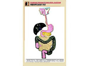 Рельефная таблица "Пищеварительный тракт" (формат А1, матовое ламинирование) - fgospostavki.ru - Смоленск