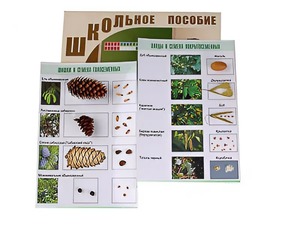 Коллекция "Шишки, плоды, семена деревьев и кустарников" - fgospostavki.ru - Смоленск