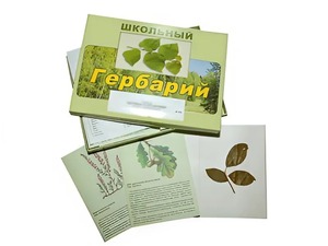 Гербарий "Дикорастущие растения" (30 видов, с иллюстрациями) - fgospostavki.ru - Смоленск