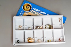 Коллекция "Раковины моллюсков" - fgospostavki.ru - Смоленск