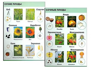 Коллекция "Семена и плоды" - fgospostavki.ru - Смоленск