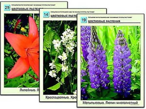 Гербарий фотографический "Основные группы растений" - fgospostavki.ru - Смоленск