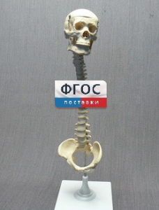 Модель "Позвоночник с черепом и тазом" - fgospostavki.ru - Смоленск