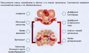 Интерактивные курсы. Биология 9 класс. Расширенный. - fgospostavki.ru - Смоленск