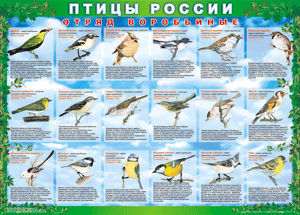 Комплект таблиц "Птицы России (4 листа)" (100х140 сантиметров, винил) - fgospostavki.ru - Смоленск