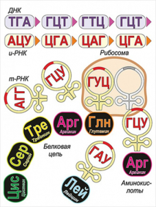 Модель-аппликация Биосинтез белка - fgospostavki.ru - Смоленск