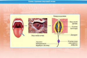 Интерактивные курсы. Биология 10 класс. Базовый. - fgospostavki.ru - Смоленск