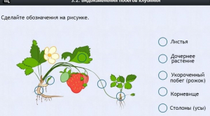 Интерактивные курсы. Биология 7 класс. Расширенный. - fgospostavki.ru - Смоленск