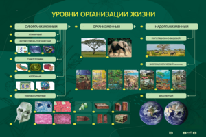 Электрифицированный стенд "Уровни организации жизни" - fgospostavki.ru - Смоленск