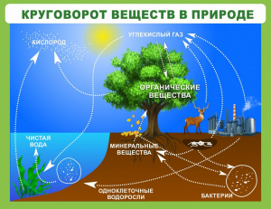 Стенд "Круговорот веществ" - fgospostavki.ru - Смоленск