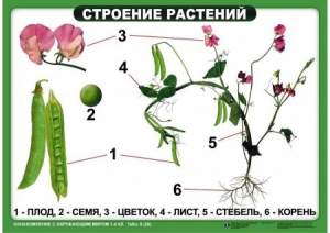 Комплект таблиц "Ознакомление с окружающим миром 1-4 класс" - fgospostavki.ru - Смоленск