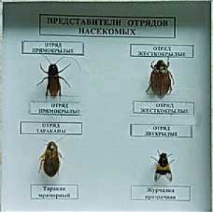 Коллекция энтомологическая "Представители отряда насекомых" - fgospostavki.ru - Смоленск