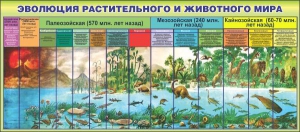 Стенд "Эволюция растительного и животного мира" - fgospostavki.ru - Смоленск