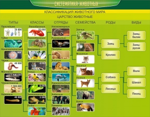 Стенд "Систематика животных" - fgospostavki.ru - Смоленск