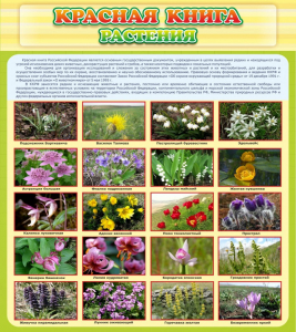 Стенд "Красная книга - растения" - fgospostavki.ru - Смоленск