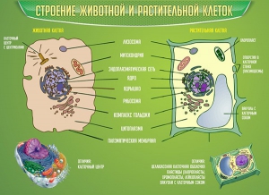 Стенд "Строение животной и растительной клеток" - fgospostavki.ru - Смоленск