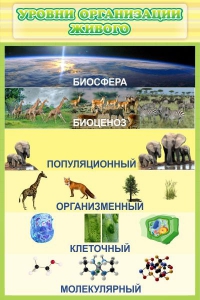 Стенд "Уровни организации живого" - fgospostavki.ru - Смоленск
