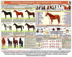Комплект плакатов "Служебное коневодство" - fgospostavki.ru - Смоленск