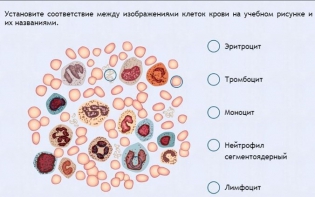 Интерактивные курсы. Биология 11 класс. Расширенный. - fgospostavki.ru - Смоленск