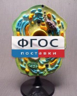 Модель "Клетка растения" - fgospostavki.ru - Смоленск