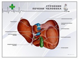 Стенд "Строение печени человека" - fgospostavki.ru - Смоленск