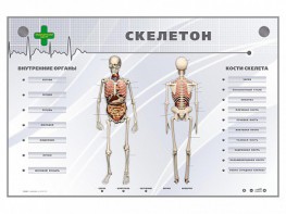 Электрифицированный стенд-тренажер "Скелетон" - fgospostavki.ru - Смоленск