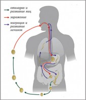 Модель-аппликация Цикл развития аскариды - fgospostavki.ru - Смоленск