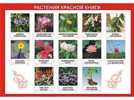 Таблица демонстрационная "Растения Красной книги" (винил 70*100) - fgospostavki.ru - Смоленск