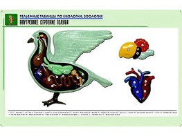 Рельефная таблица "Внутреннее строение голубя" (формат А1, матовое ламинирование) - fgospostavki.ru - Смоленск
