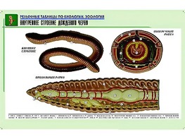 Рельефная таблица "Внутреннее строение дождевого червя" (формат А1, матовое ламинирование) - fgospostavki.ru - Смоленск