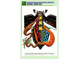 Рельефная таблица "Внутреннее строение жука" (формат А1, матовое ламинирование) - fgospostavki.ru - Смоленск