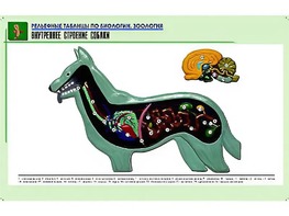 Рельефная таблица "Внутреннее строение собаки" (формат А1, матовое ламинирование) - fgospostavki.ru - Смоленск