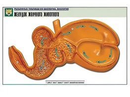 Рельефная таблица "Желудок жвачного животного" (формат А1, матовое ламинирование) - fgospostavki.ru - Смоленск