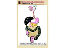 Рельефная таблица "Пищеварительный тракт" (формат А1, матовое ламинирование) - fgospostavki.ru - Смоленск