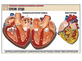 Рельефная таблица "Строение сердца" (формат А1, матовое ламинирование) - fgospostavki.ru - Смоленск