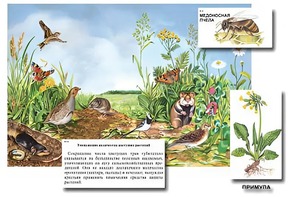 Магнитный плакат-аппликация "Луг: биоразнообразие и взаимосвязи в сообществе" - fgospostavki.ru - Смоленск