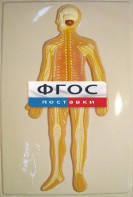 Модель барельефная "Нервная система человека" - fgospostavki.ru - Смоленск
