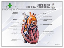 Стенд "Строение сердца человека" - fgospostavki.ru - Смоленск