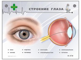 Интерактивный стенд "Строение глаза" - fgospostavki.ru - Смоленск