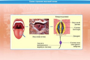 Интерактивные курсы. Биология 10 класс. Базовый. - fgospostavki.ru - Смоленск