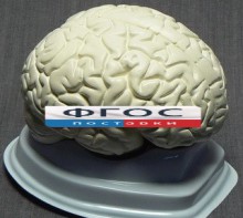 Модель "Мозг в разрезе" (белый) - fgospostavki.ru - Смоленск