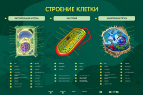 Электрифицированный стенд "Строение клетки" с маркерными полями - fgospostavki.ru - Смоленск