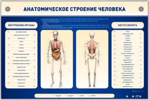 Электрифицированный стенд-тренажер c макетом скелета "Анатомическое строение человека" - fgospostavki.ru - Смоленск