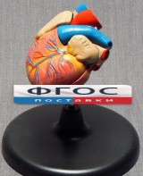 Модель "Сердце" (лабораторная) - fgospostavki.ru - Смоленск
