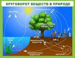 Стенд "Круговорот веществ" - fgospostavki.ru - Смоленск