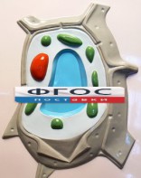 Модель барельефная "Растительная клетка" - fgospostavki.ru - Смоленск