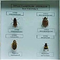Коллекция энтомологическая "Представители отряда насекомых" - fgospostavki.ru - Смоленск