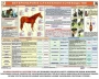 Комплект плакатов "Служебное коневодство" - fgospostavki.ru - Смоленск