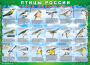 Комплект таблиц "Птицы России (4 листа)" (100х140 сантиметров, винил) - fgospostavki.ru - Смоленск